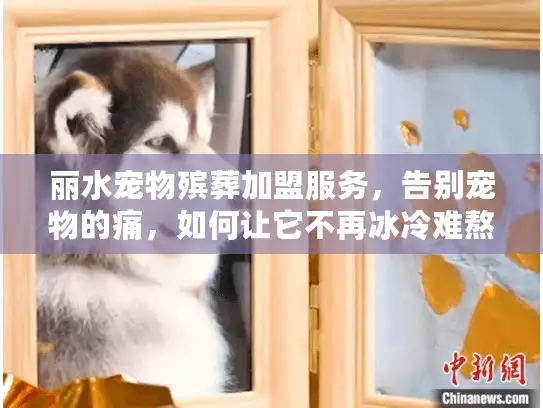 丽水宠物殡葬加盟服务，告别宠物的痛，如何让它不再冰冷难熬？