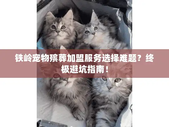 铁岭宠物殡葬加盟服务选择难题？终极避坑指南！