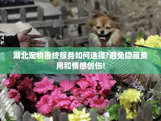 湖北宠物善终服务如何选择?避免隐藏费用和情感创伤!