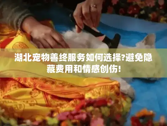 湖北宠物善终服务如何选择?避免隐藏费用和情感创伤!