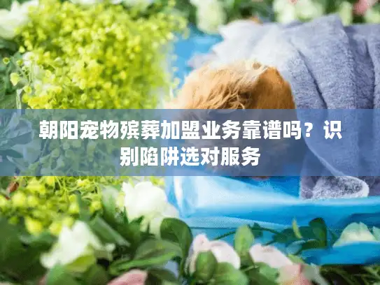 朝阳宠物殡葬加盟业务靠谱吗？识别陷阱选对服务