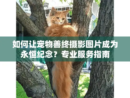 如何让宠物善终摄影图片成为永恒纪念？专业服务指南