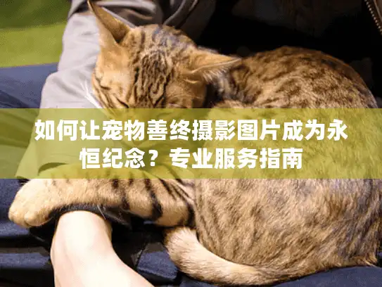 如何让宠物善终摄影图片成为永恒纪念？专业服务指南