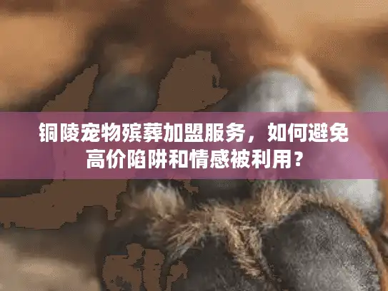 铜陵宠物殡葬加盟服务，如何避免高价陷阱和情感被利用？