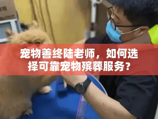 宠物善终陆老师，如何选择可靠宠物殡葬服务？