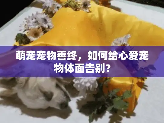 萌宠宠物善终，如何给心爱宠物体面告别？