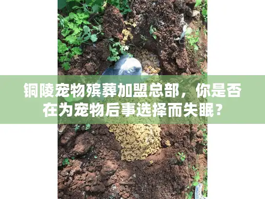 铜陵宠物殡葬加盟总部，你是否在为宠物后事选择而失眠？