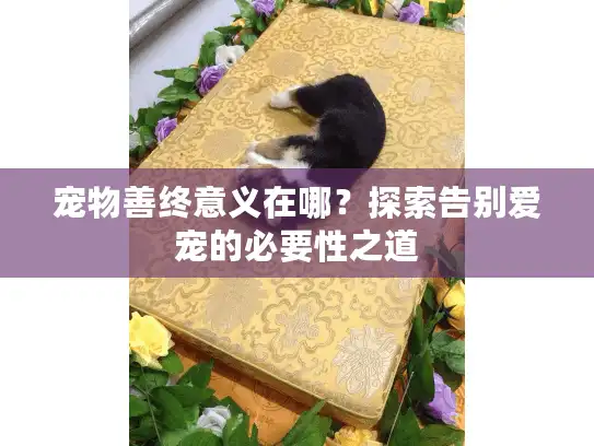 宠物善终意义在哪？探索告别爱宠的必要性之道