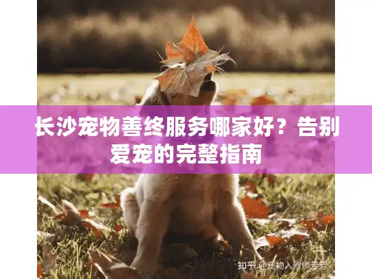 长沙宠物善终服务哪家好？告别爱宠的完整指南