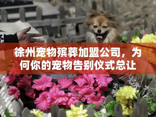 徐州宠物殡葬加盟公司，为何你的宠物告别仪式总让人心寒？