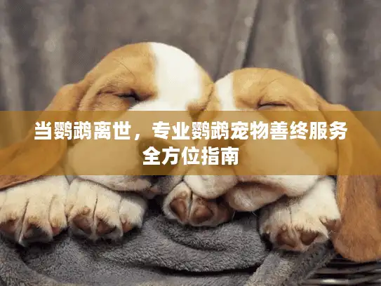 当鹦鹉离世，专业鹦鹉宠物善终服务全方位指南