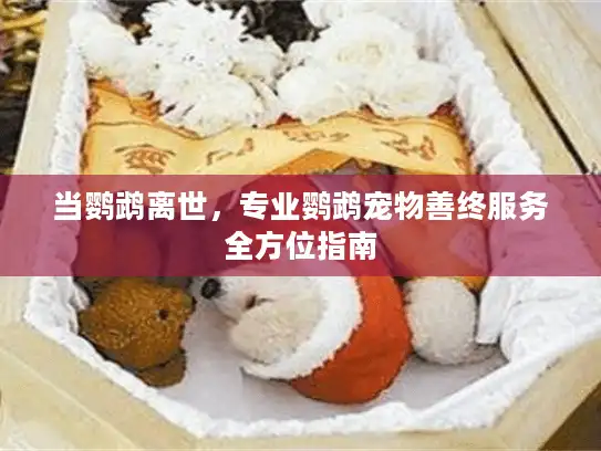 当鹦鹉离世，专业鹦鹉宠物善终服务全方位指南