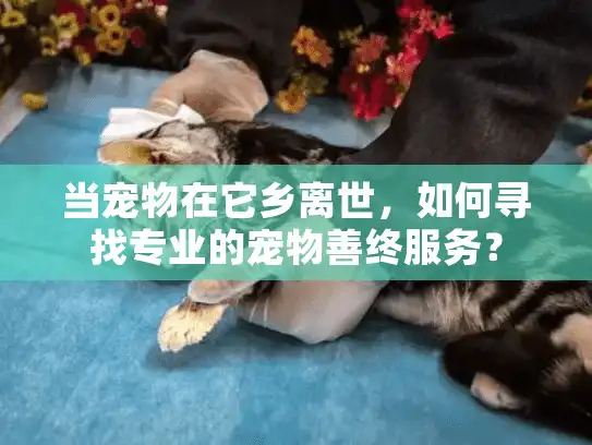 当宠物在它乡离世，如何寻找专业的宠物善终服务？