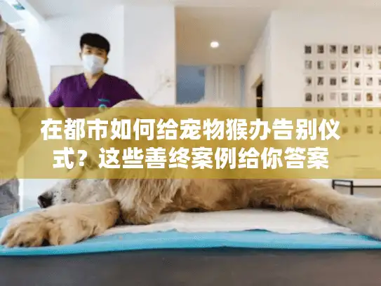 在都市如何给宠物猴办告别仪式？这些善终案例给你答案