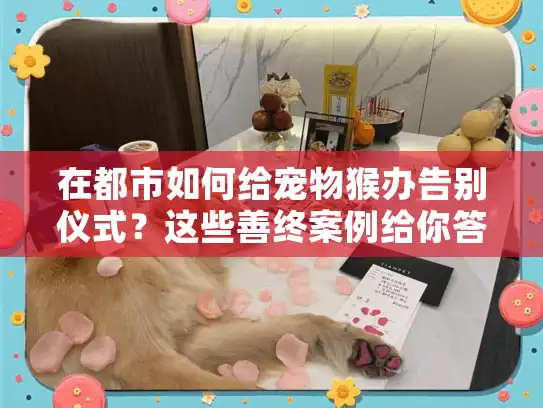 在都市如何给宠物猴办告别仪式？这些善终案例给你答案