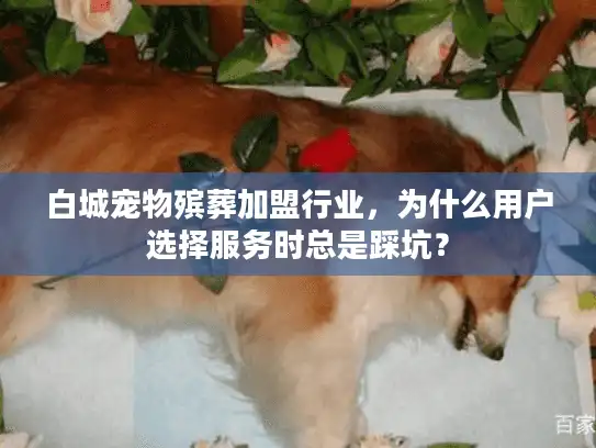 白城宠物殡葬加盟行业，为什么用户选择服务时总是踩坑？
