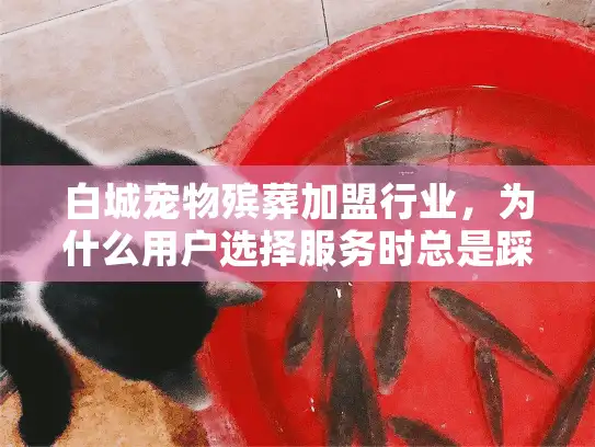 白城宠物殡葬加盟行业，为什么用户选择服务时总是踩坑？