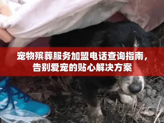 宠物殡葬服务加盟电话查询指南，告别爱宠的贴心解决方案