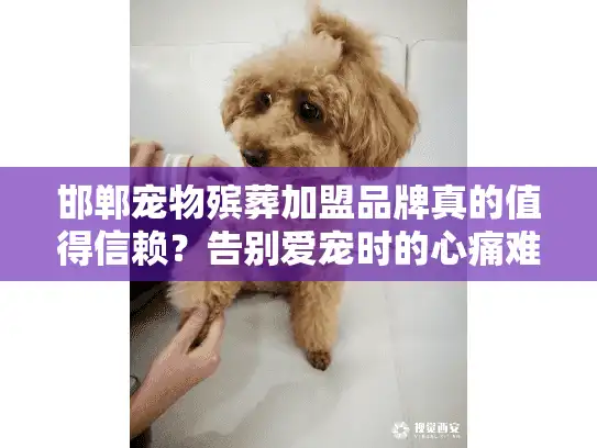 邯郸宠物殡葬加盟品牌真的值得信赖？告别爱宠时的心痛难题这样化解