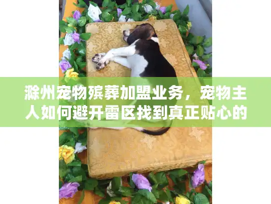 滁州宠物殡葬加盟业务，宠物主人如何避开雷区找到真正贴心的服务？