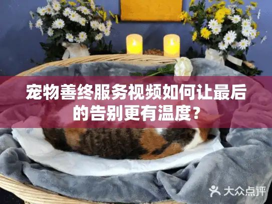 宠物善终服务视频如何让最后的告别更有温度？