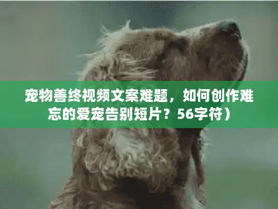 宠物善终视频文案难题，如何创作难忘的爱宠告别短片？56字符）