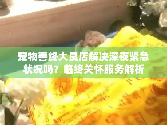 宠物善终大良店解决深夜紧急状况吗？临终关怀服务解析