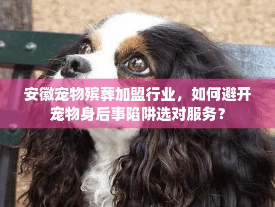 安徽宠物殡葬加盟行业，如何避开宠物身后事陷阱选对服务？