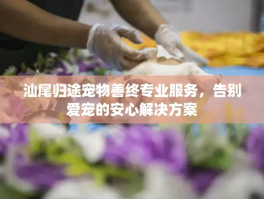 汕尾归途宠物善终专业服务，告别爱宠的安心解决方案