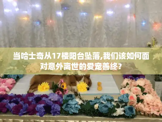 当哈士奇从17楼阳台坠落,我们该如何面对意外离世的爱宠善终？