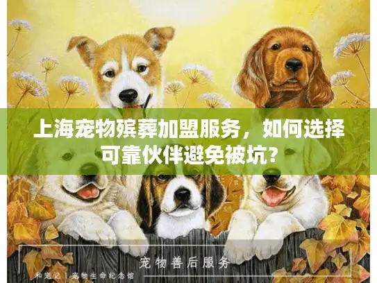 上海宠物殡葬加盟服务，如何选择可靠伙伴避免被坑？