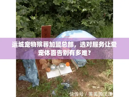 运城宠物殡葬加盟总部，选对服务让爱宠体面告别有多难？