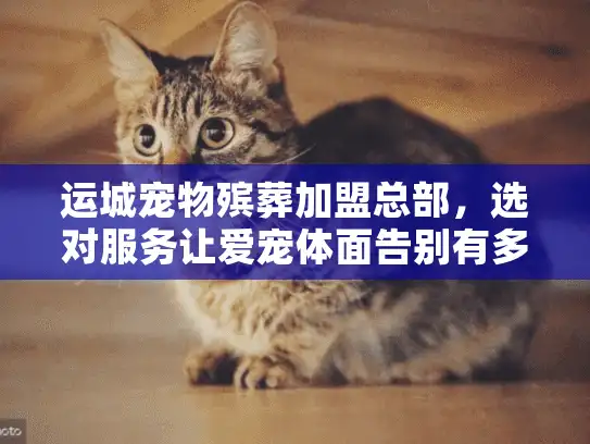 运城宠物殡葬加盟总部，选对服务让爱宠体面告别有多难？