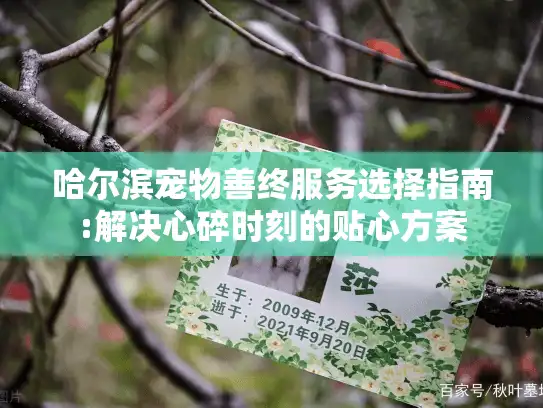 哈尔滨宠物善终服务选择指南:解决心碎时刻的贴心方案