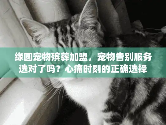 缘圆宠物殡葬加盟，宠物告别服务选对了吗？心痛时刻的正确选择