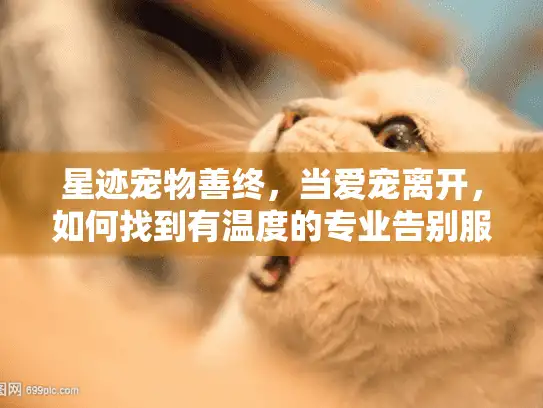 星迹宠物善终，当爱宠离开，如何找到有温度的专业告别服务？