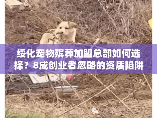 绥化宠物殡葬加盟总部如何选择？8成创业者忽略的资质陷阱