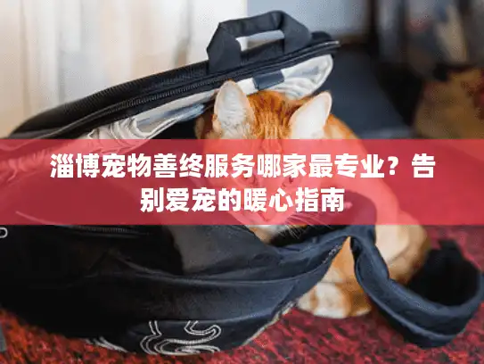 淄博宠物善终服务哪家最专业？告别爱宠的暖心指南