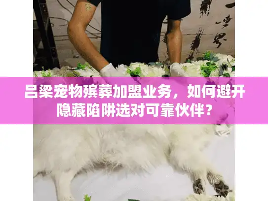 吕梁宠物殡葬加盟业务，如何避开隐藏陷阱选对可靠伙伴？