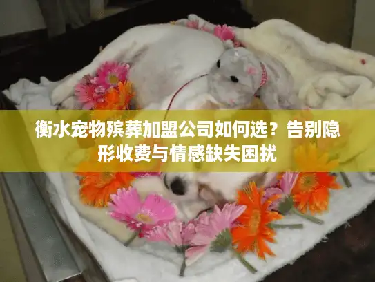 衡水宠物殡葬加盟公司如何选？告别隐形收费与情感缺失困扰