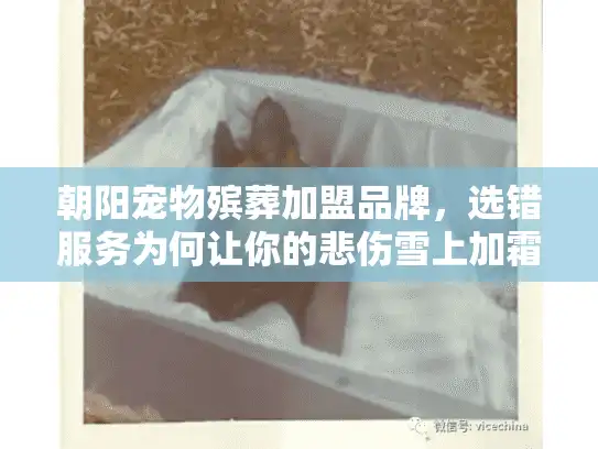 朝阳宠物殡葬加盟品牌，选错服务为何让你的悲伤雪上加霜？