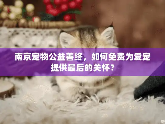 南京宠物公益善终，如何免费为爱宠提供最后的关怀？
