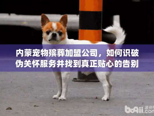 内蒙宠物殡葬加盟公司，如何识破伪关怀服务并找到真正贴心的告别方案？