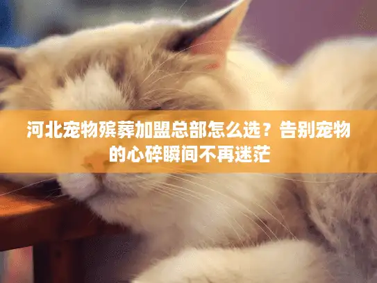 河北宠物殡葬加盟总部怎么选？告别宠物的心碎瞬间不再迷茫