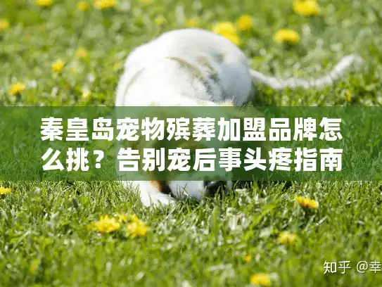 秦皇岛宠物殡葬加盟品牌怎么挑？告别宠后事头疼指南