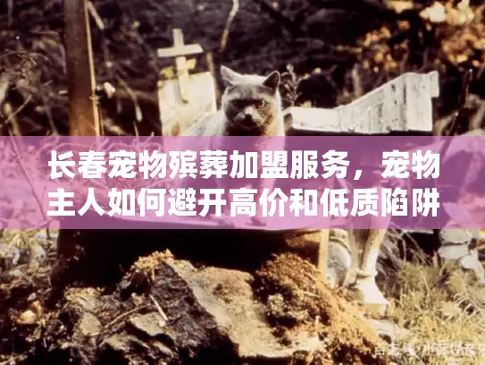 长春宠物殡葬加盟服务，宠物主人如何避开高价和低质陷阱？