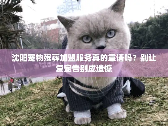 沈阳宠物殡葬加盟服务真的靠谱吗？别让爱宠告别成遗憾