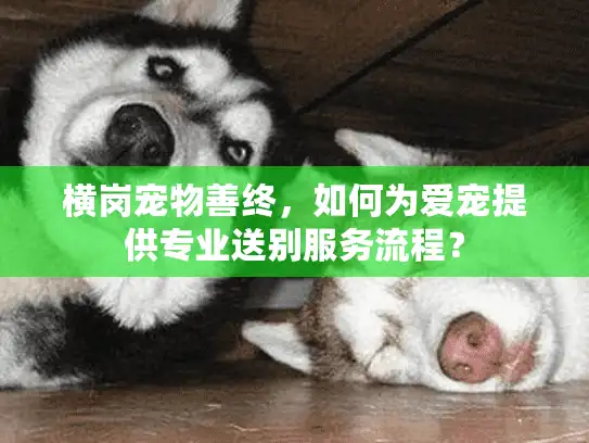 横岗宠物善终，如何为爱宠提供专业送别服务流程？