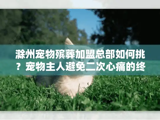 滁州宠物殡葬加盟总部如何挑？宠物主人避免二次心痛的终极策略