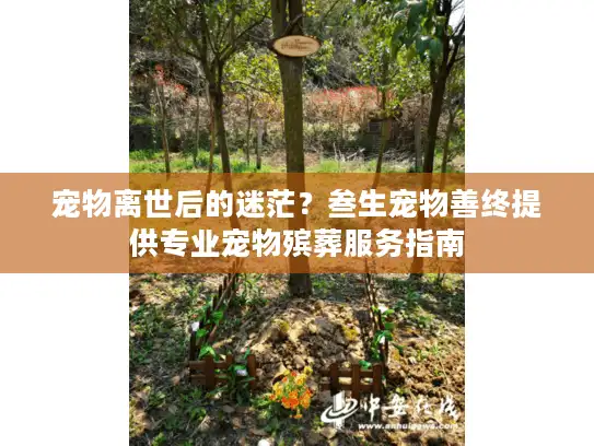 宠物离世后的迷茫？叁生宠物善终提供专业宠物殡葬服务指南
